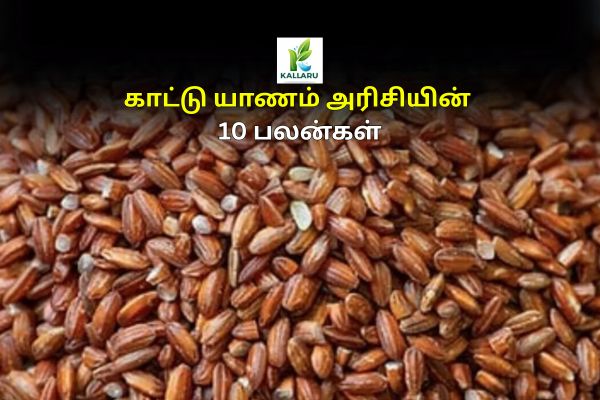 Kattu Yanam Rice Benefits in Tamil